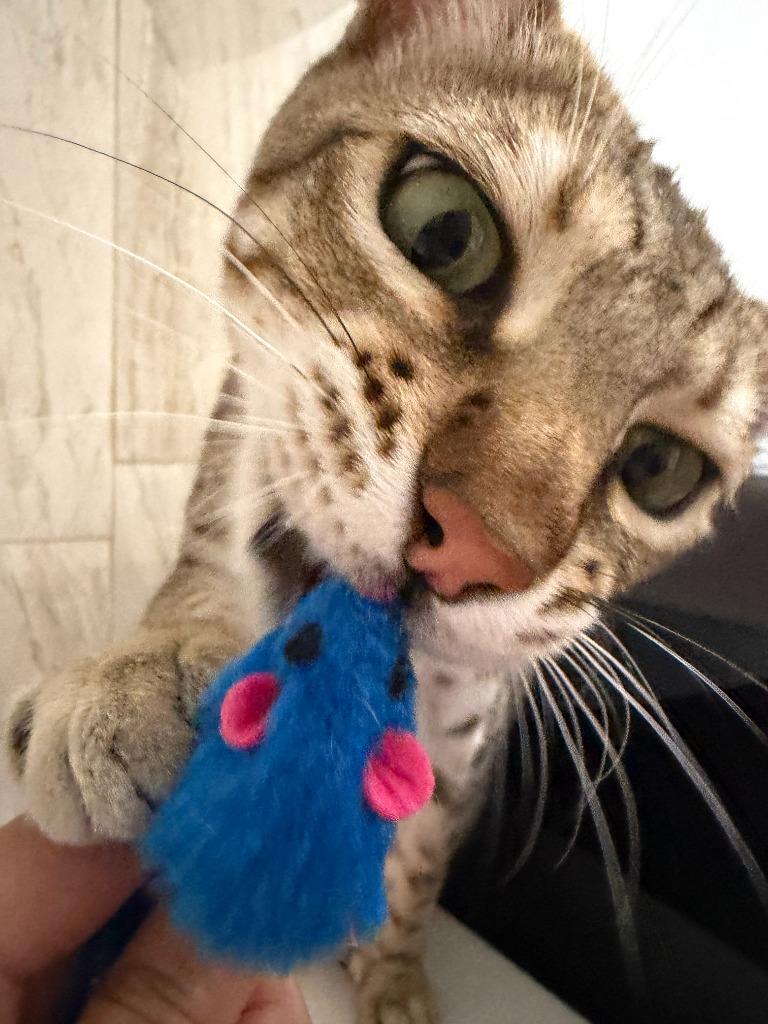 Enlarge Crouton, a Adoptable Ocicat in Los Angeles, CA image 5/6