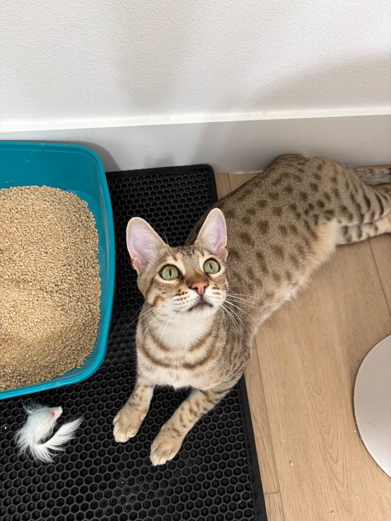 Enlarge Crouton, a Adoptable Ocicat in Los Angeles, CA image 6/6