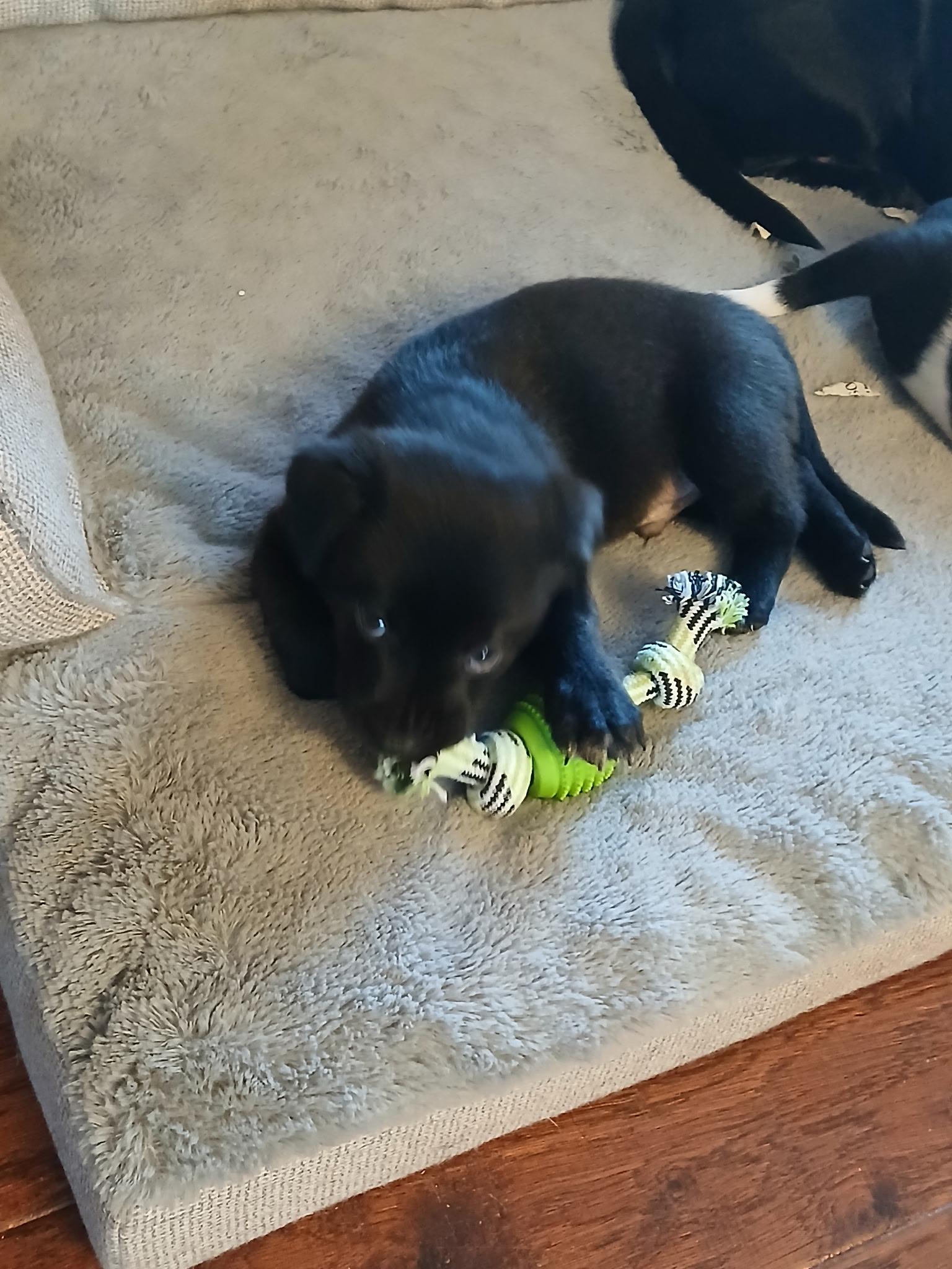 Enlarge Shadow, an adopted Chiweenie in Carnegie, OK image 2/2