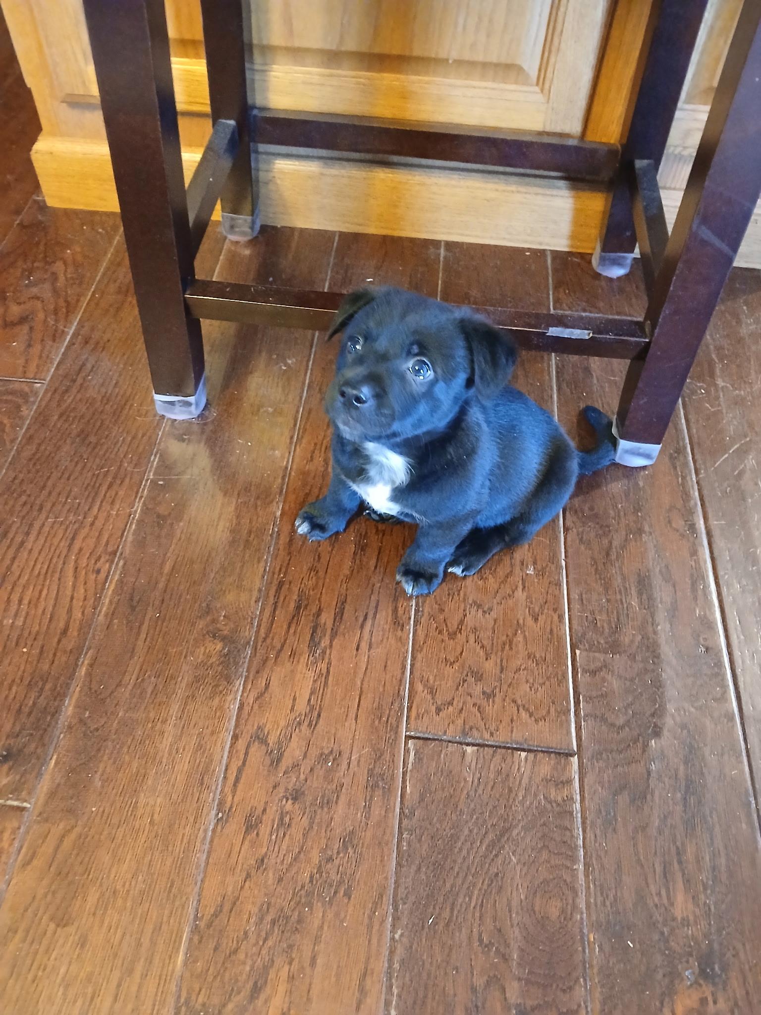 Enlarge Shadow, an adopted Chiweenie in Carnegie, OK image 1/2