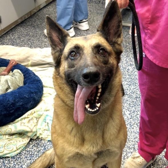 Remy, ADOPTABLE, Adult Female German Shepherd Dog.