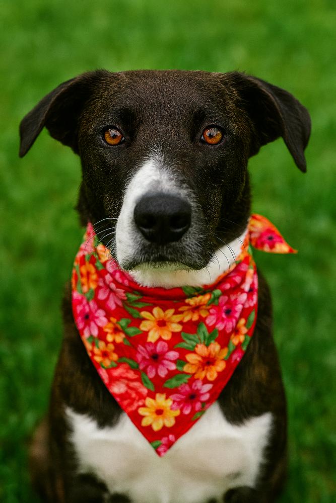 Katherine, Adoptable, Adult Female Mixed Breed.