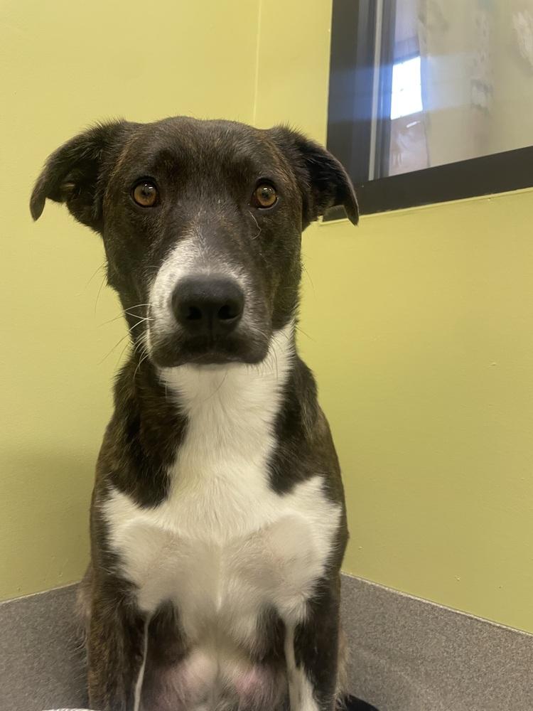 Katherine, a Adoptable mixed breed in Dickson, TN image 2/4