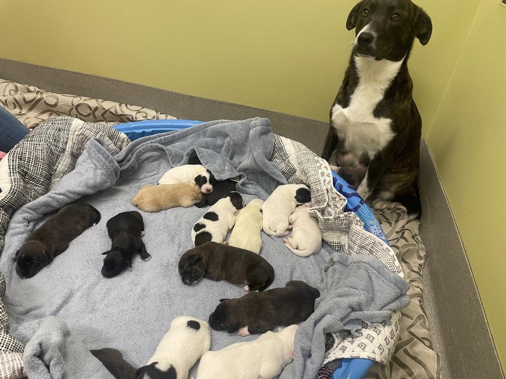 Katherine, a Adoptable mixed breed in Dickson, TN image 3/4