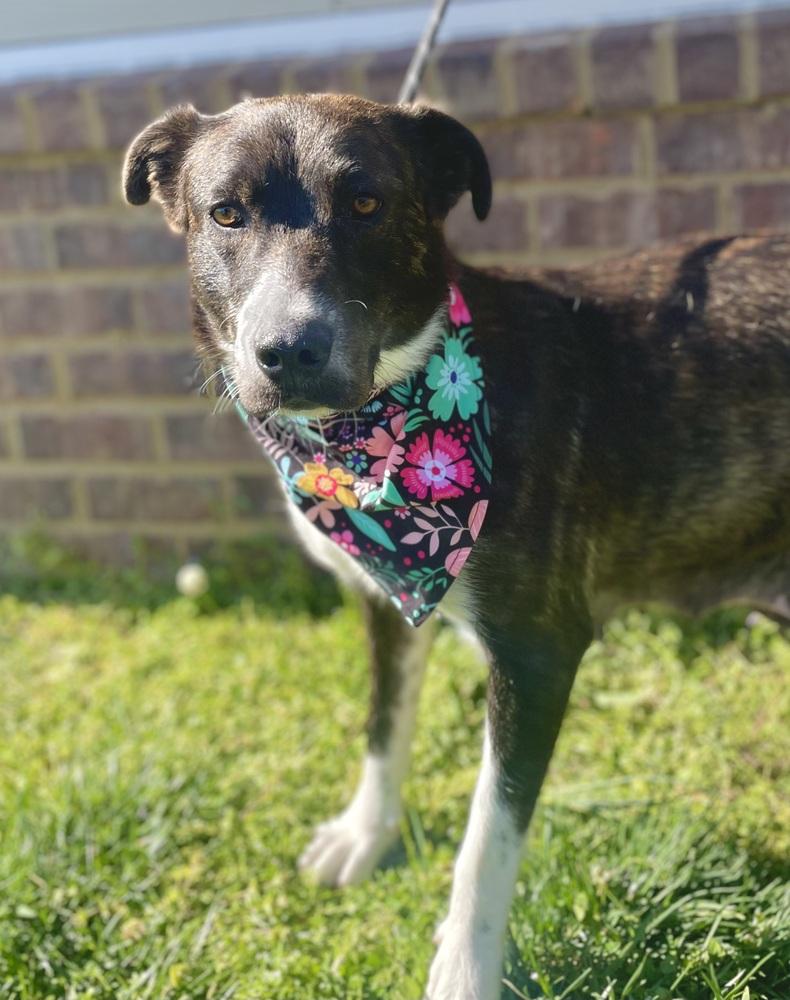 Katherine, a Adoptable mixed breed in Dickson, TN image 4/4