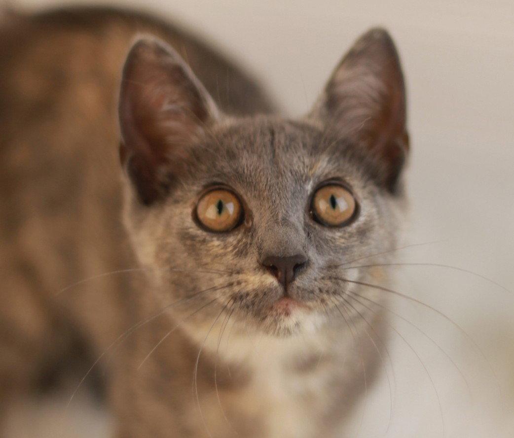 Turkey Bacon, Adoptable, Kitten Female Domestic Short Hair & Tortoiseshell.