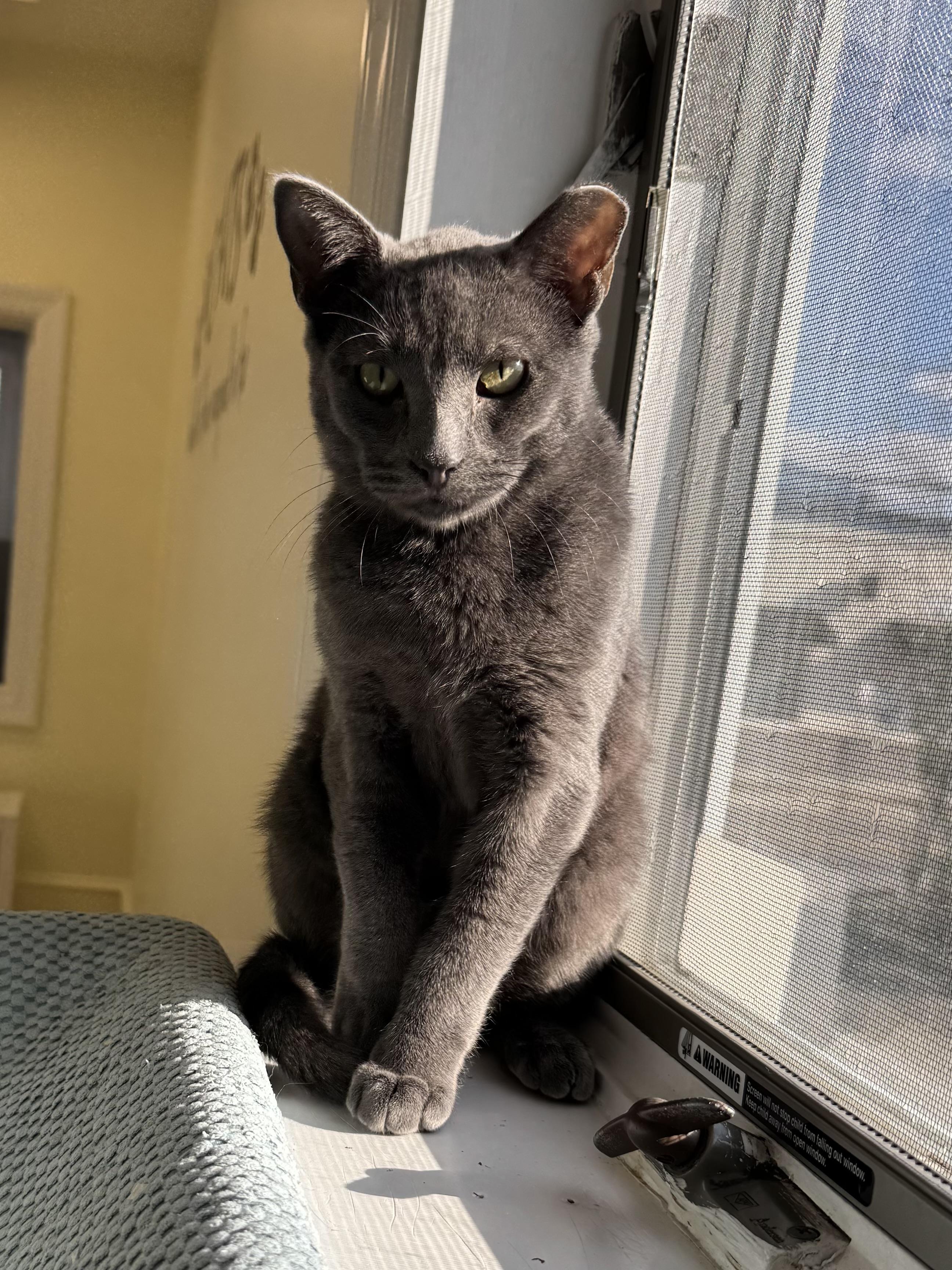 Vance, Adoptable, Young Male Domestic Short Hair.