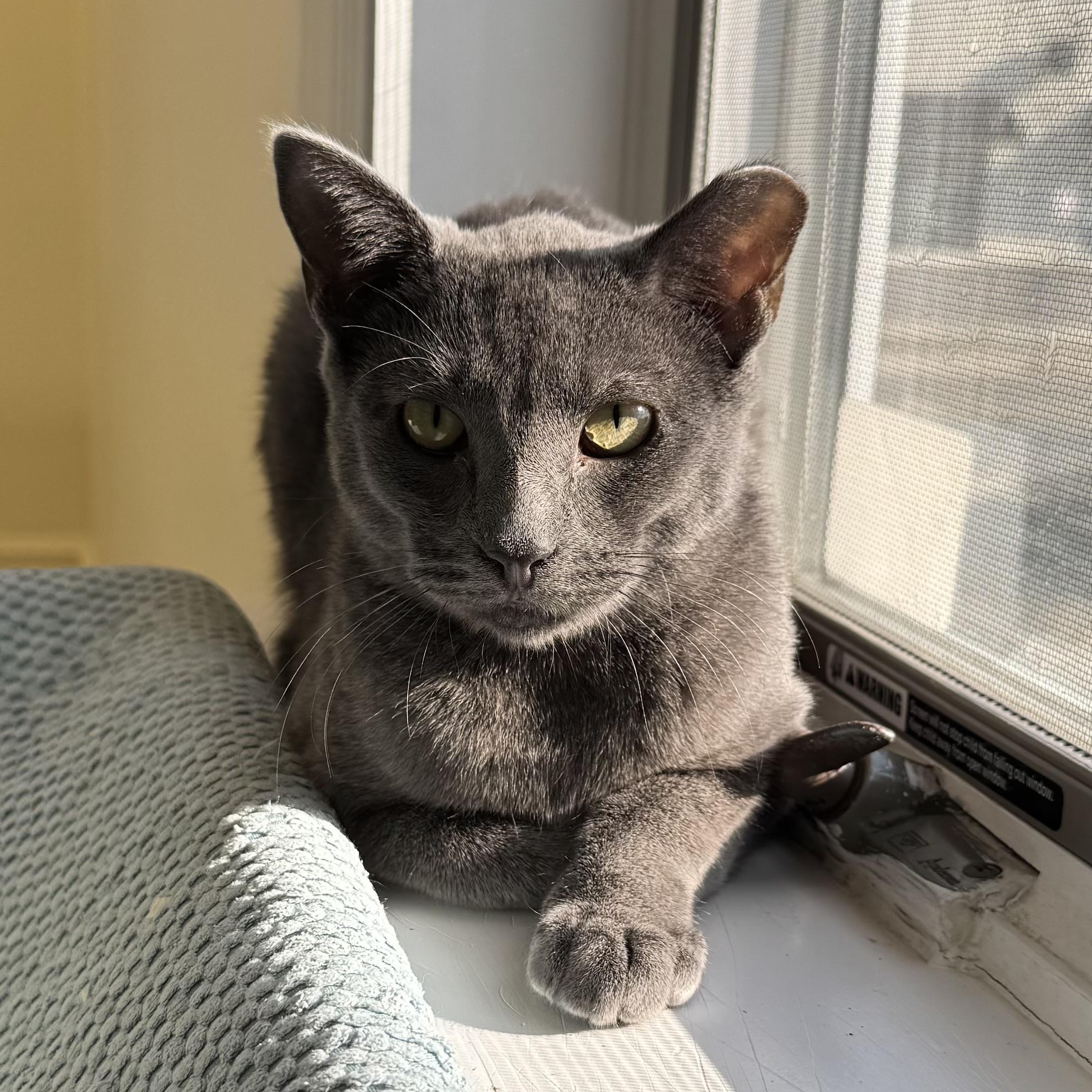 Vance, a Adoptable Domestic Short Hair in East Northport, NY image 2/2