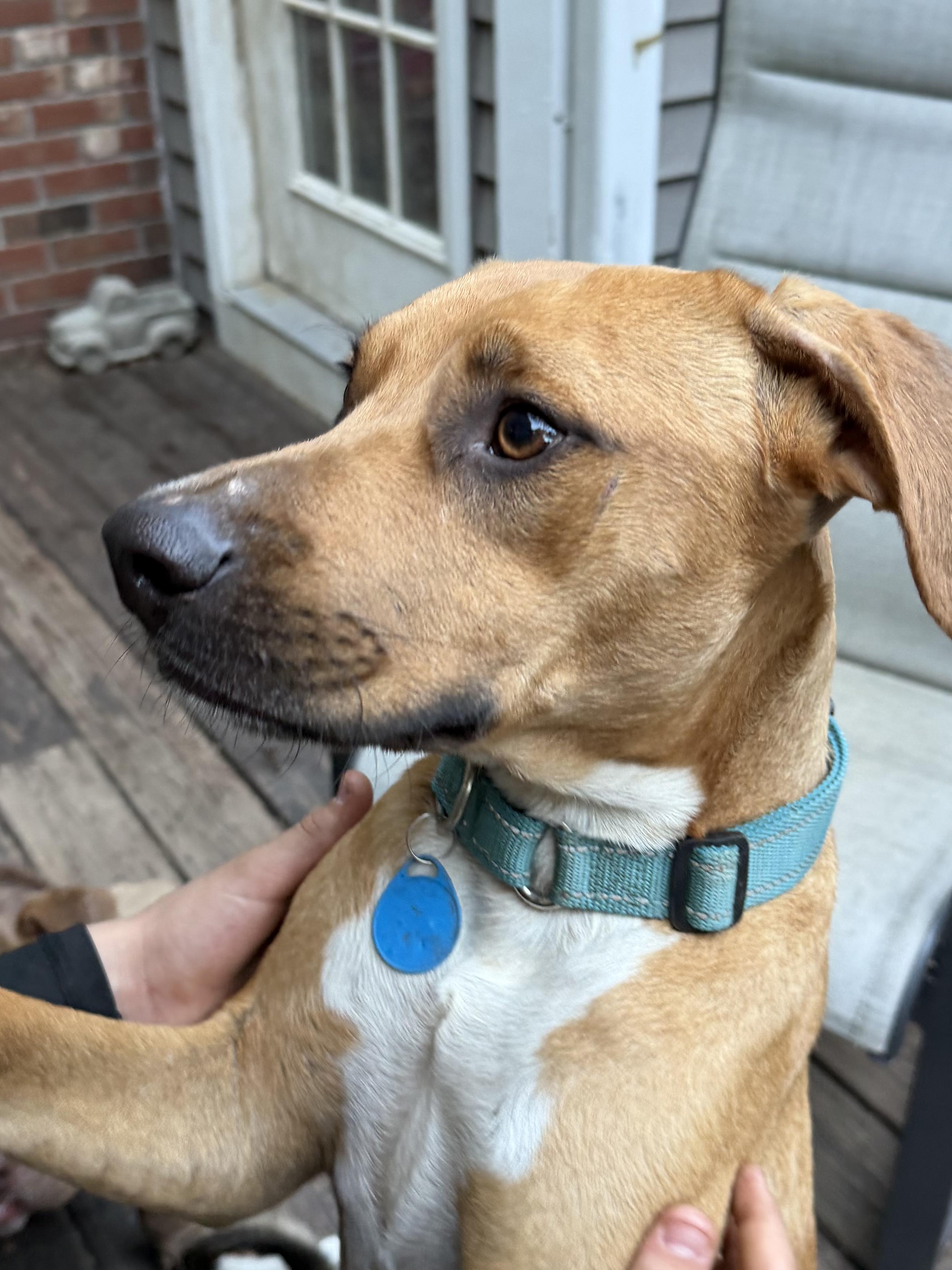 Enlarge Tom, a Adoptable mixed breed in Ridgefield, CT image 1/6