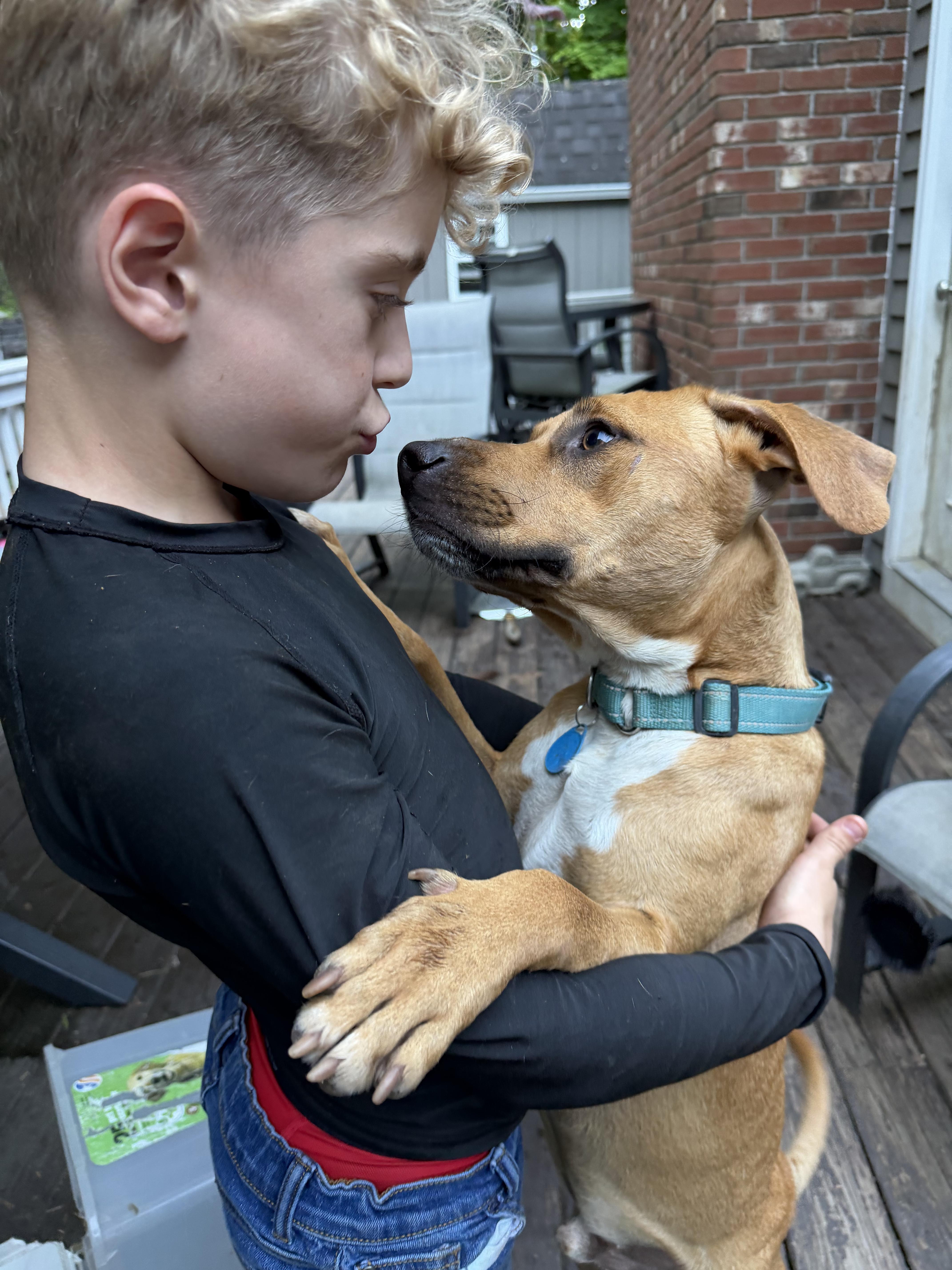 Enlarge Tom, a Adoptable mixed breed in Ridgefield, CT image 2/6