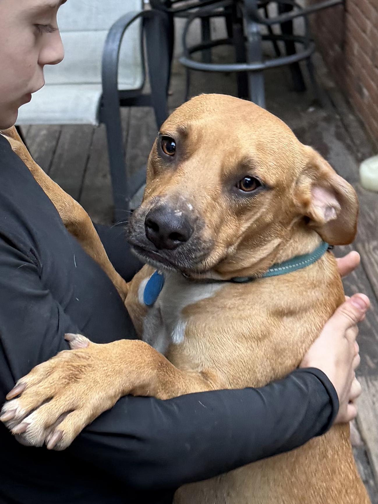 Enlarge Tom, a Adoptable mixed breed in Ridgefield, CT image 3/6