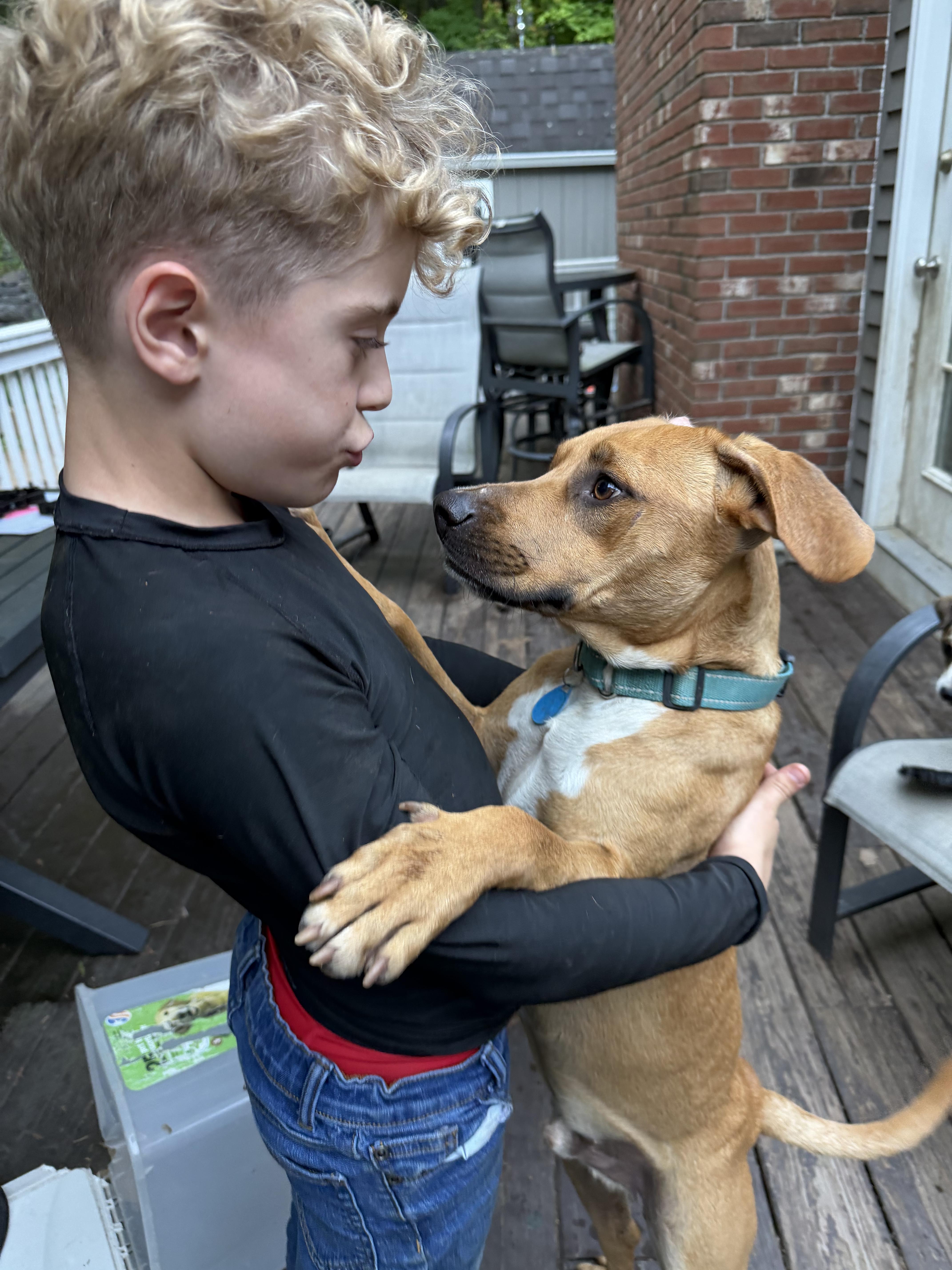 Enlarge Tom, a Adoptable mixed breed in Ridgefield, CT image 4/6