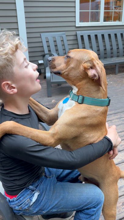 Enlarge Tom, a Adoptable mixed breed in Ridgefield, CT video 6/6