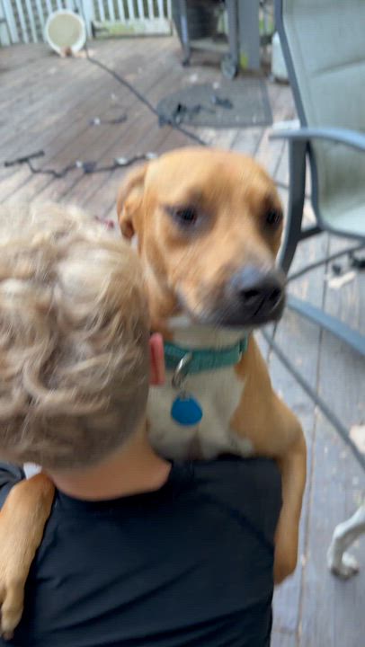 Enlarge Tom, a Adoptable mixed breed in Ridgefield, CT video 5/6