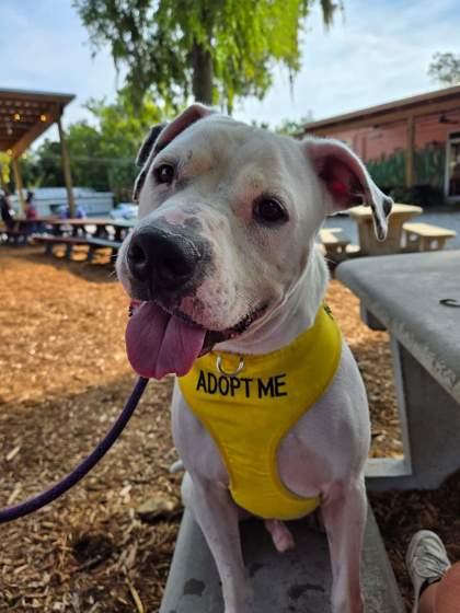 50 Scent, Adoptable, Adult Male American Bulldog & Mixed Breed.