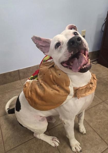 Enlarge 50 Scent, a Adoptable mixed breed in Gainesville, FL image 2/3