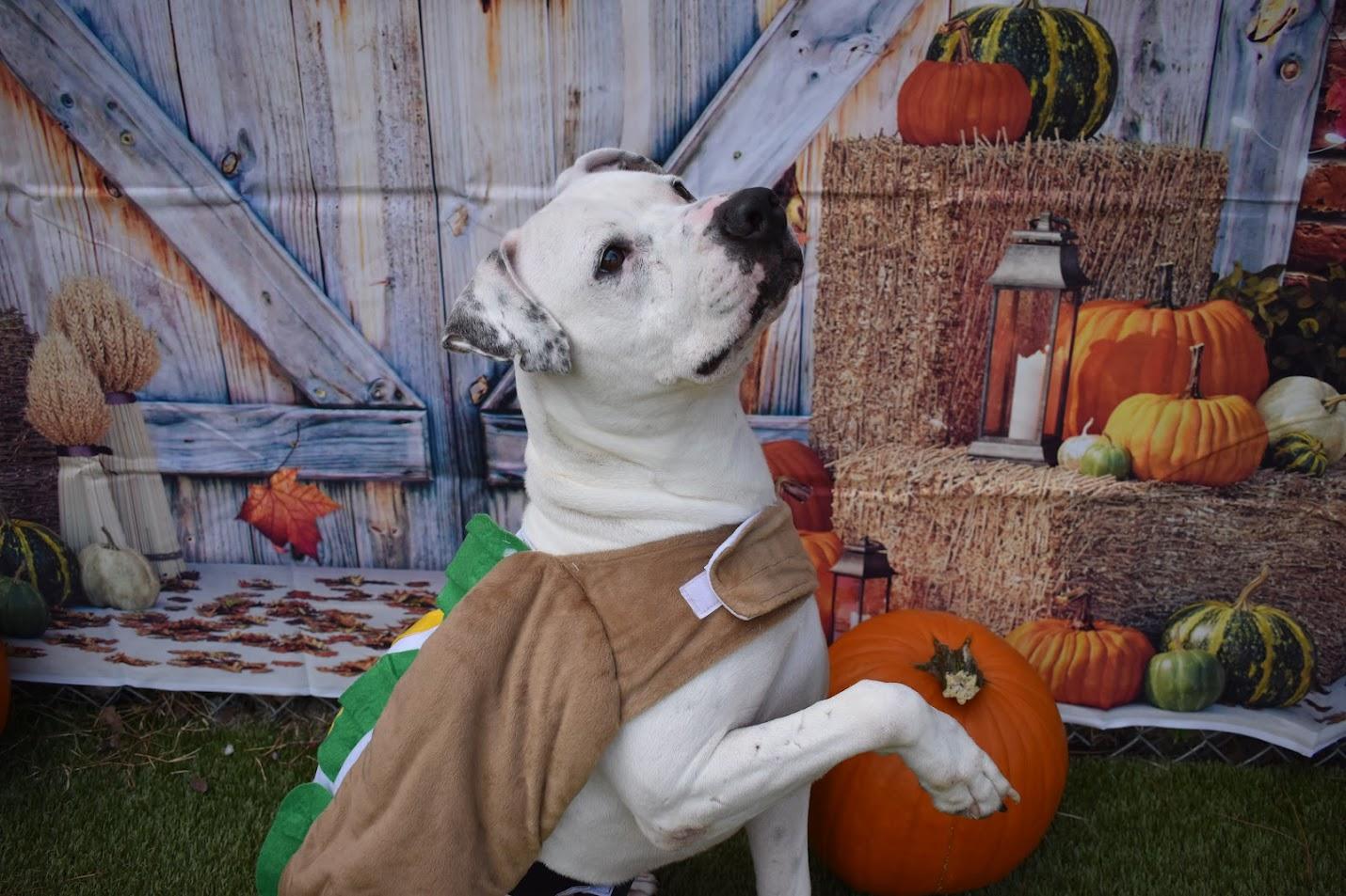 Enlarge 50 Scent, a Adoptable mixed breed in Gainesville, FL image 3/3