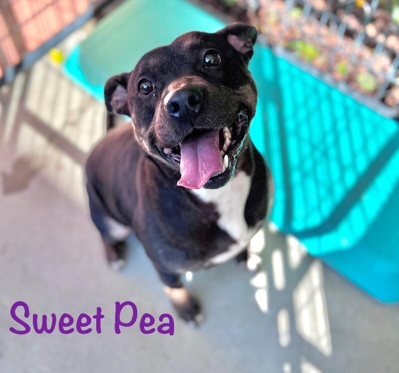 Sweet Pea, Adoptable, Adult Female American Staffordshire Terrier & Mixed Breed.