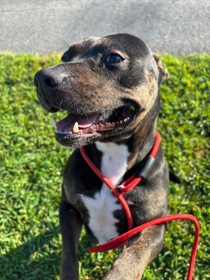 Sweet Pea, a Adoptable mixed breed in Disputanta, VA image 2/4