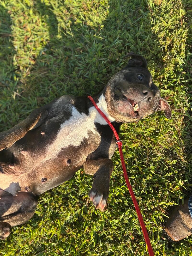 Sweet Pea, a Adoptable mixed breed in Disputanta, VA image 3/4