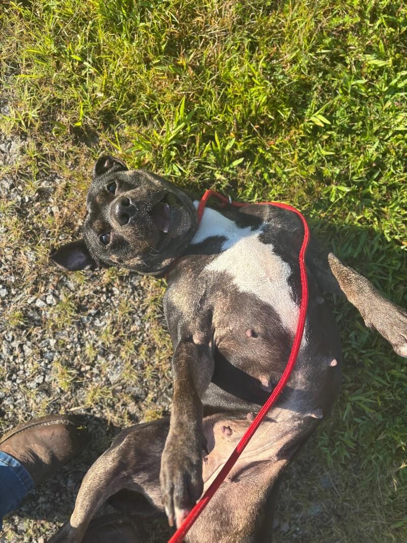 Sweet Pea, a Adoptable mixed breed in Disputanta, VA image 4/4