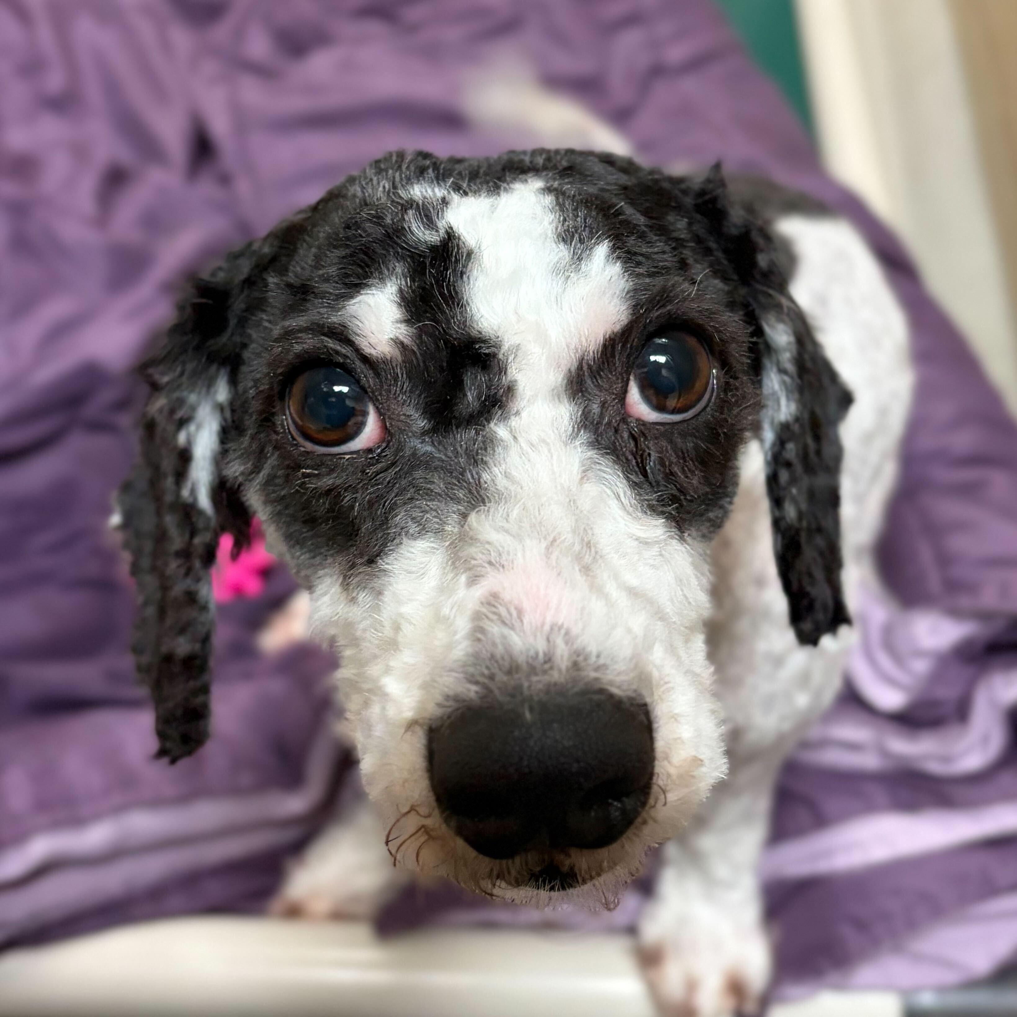 Oreo, ADOPTABLE, Adult Female Miniature Poodle.