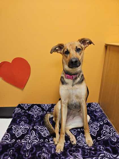 Enlarge Sadie, a ADOPTABLE mixed breed in Bellingham, WA image 1/1