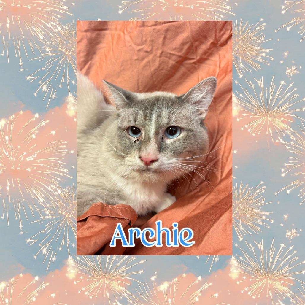 Archie, Adoptable, Adult Male Domestic Medium Hair.