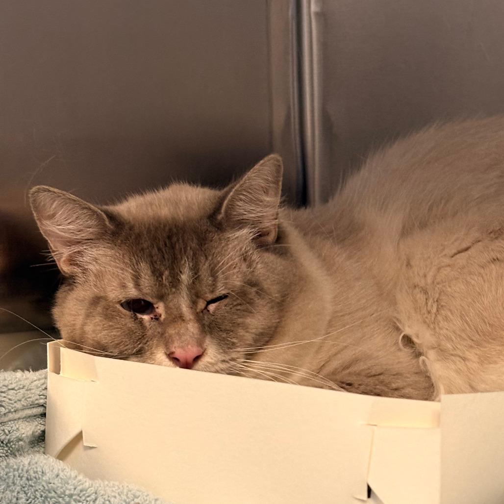 Enlarge Archie, a Adoptable Domestic Medium Hair in Royse City, TX image 2/2