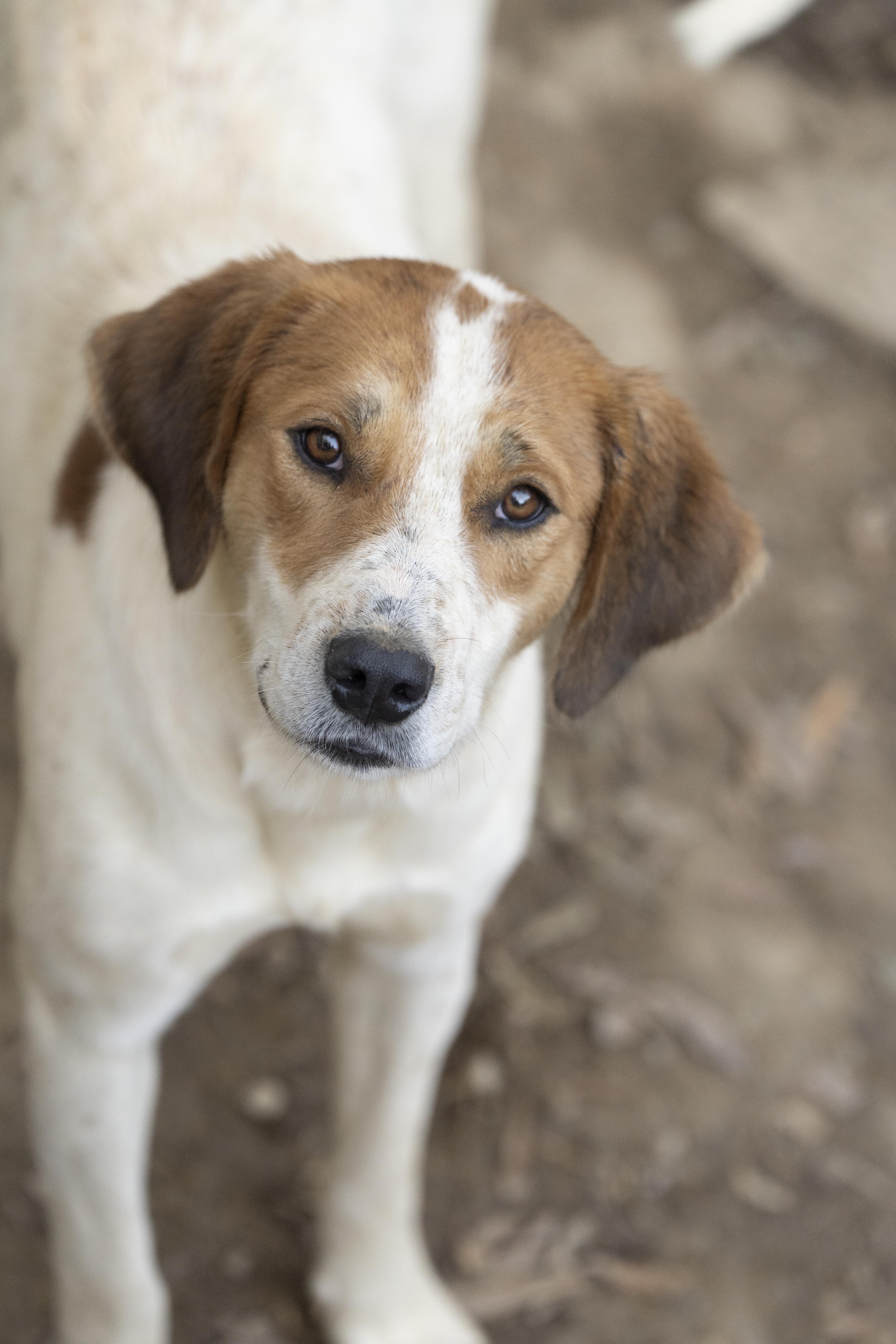 Enlarge Waylon, a Adoptable mixed breed in Quakertown , PA image 3/6