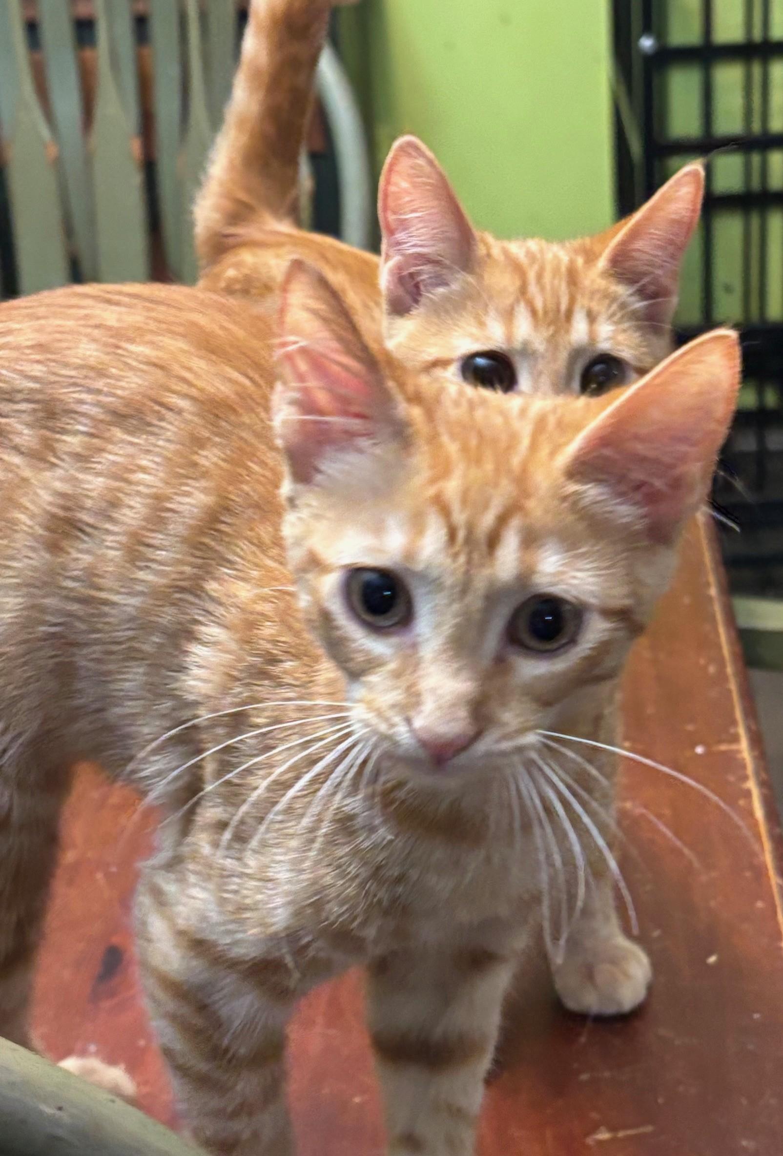 Oscar Meowstri, Adoptable, Kitten Male Domestic Short Hair.