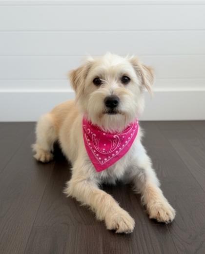 Enlarge Nellie, a Adoptable mixed breed in Cibolo, TX image 1/3