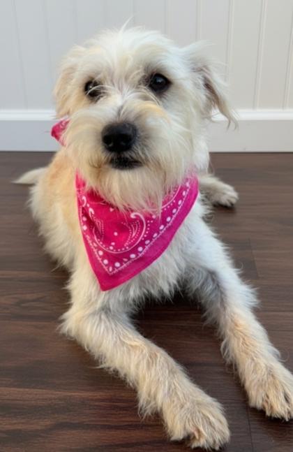 Enlarge Nellie, a Adoptable mixed breed in Cibolo, TX image 2/3