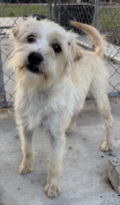 Enlarge Nellie, a Adoptable mixed breed in Cibolo, TX image 3/3