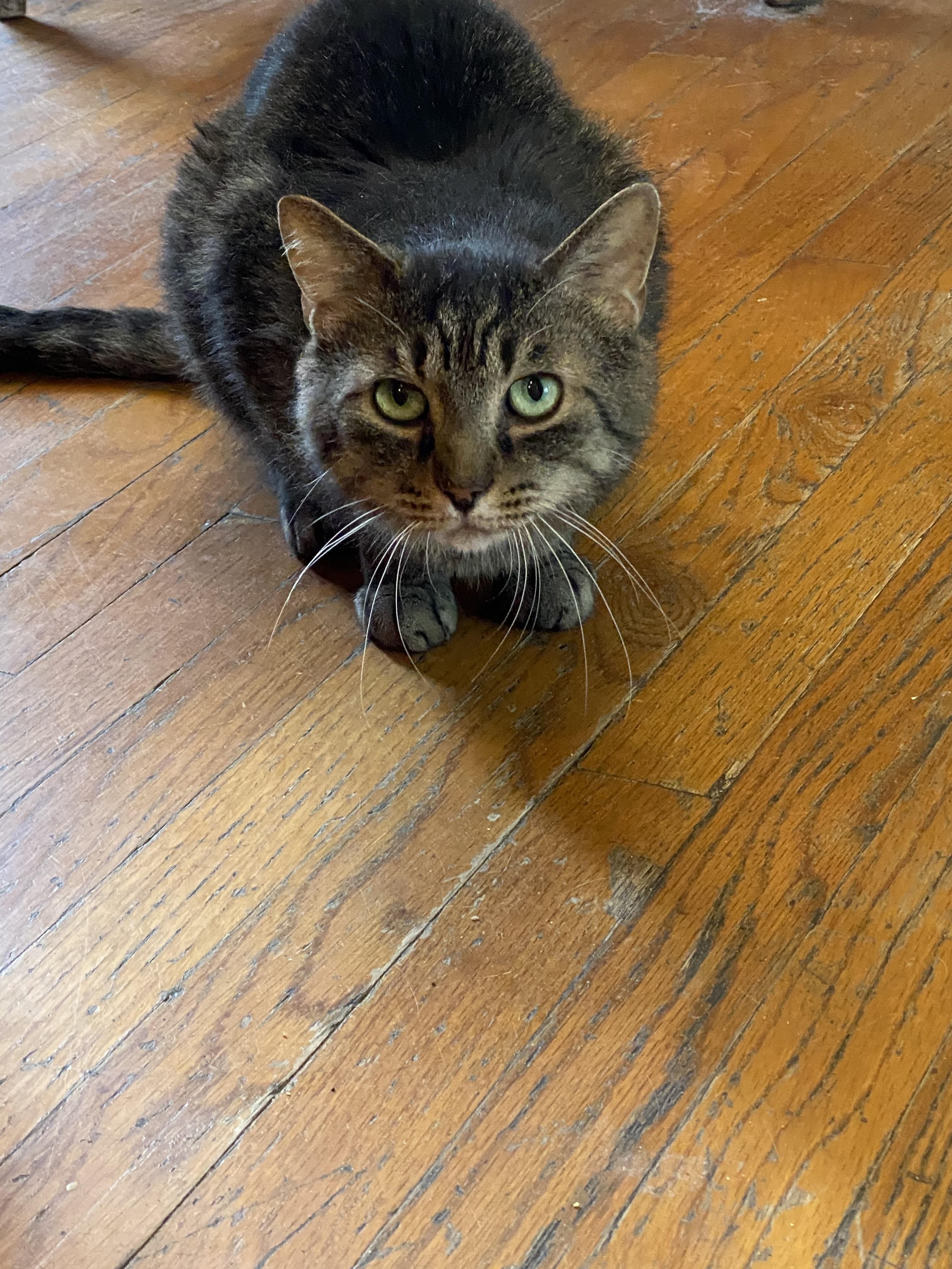 Primo, Adoptable, Senior Male Domestic Short Hair.