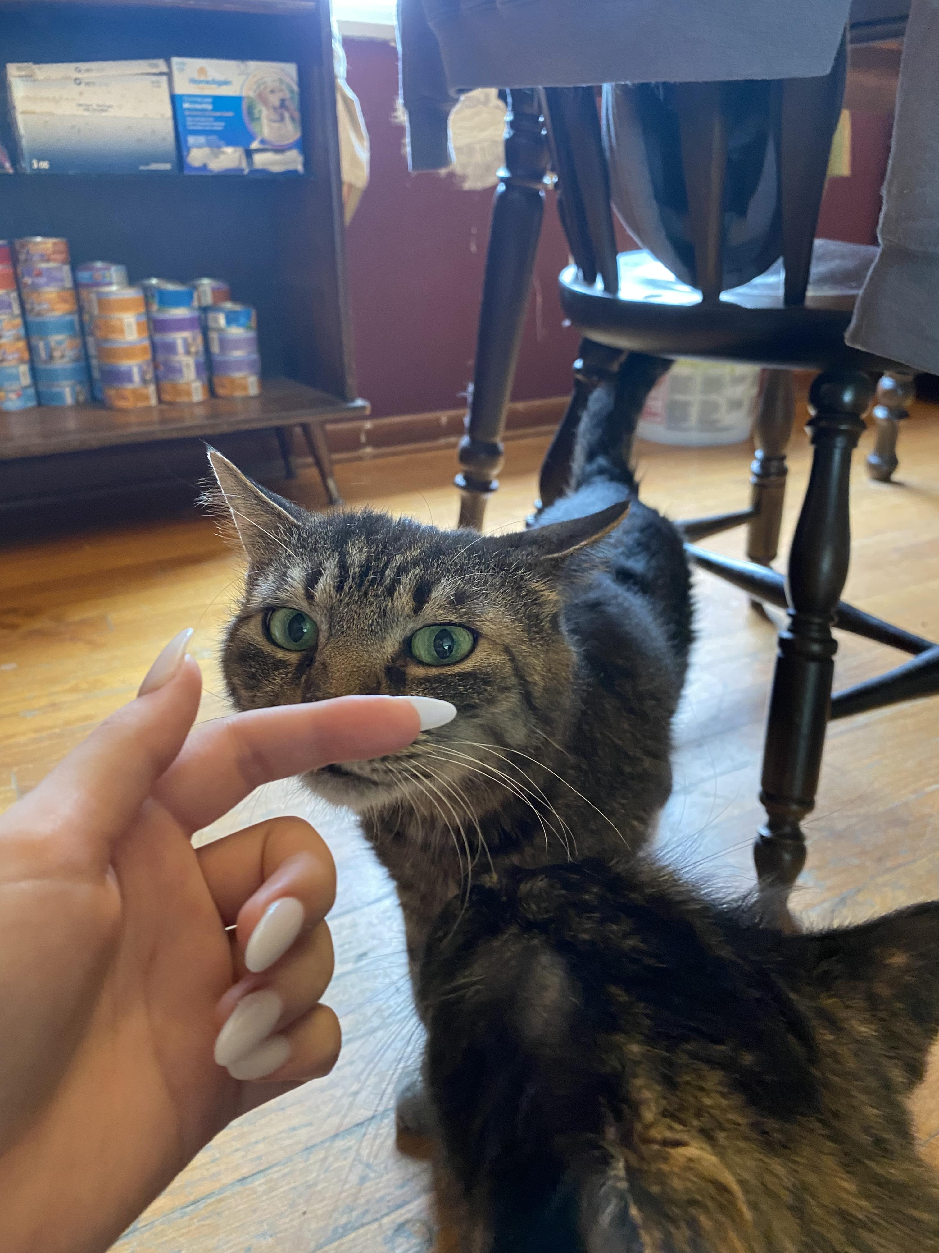 Enlarge Primo, a Adoptable Domestic Short Hair in New Kensington, PA image 2/6