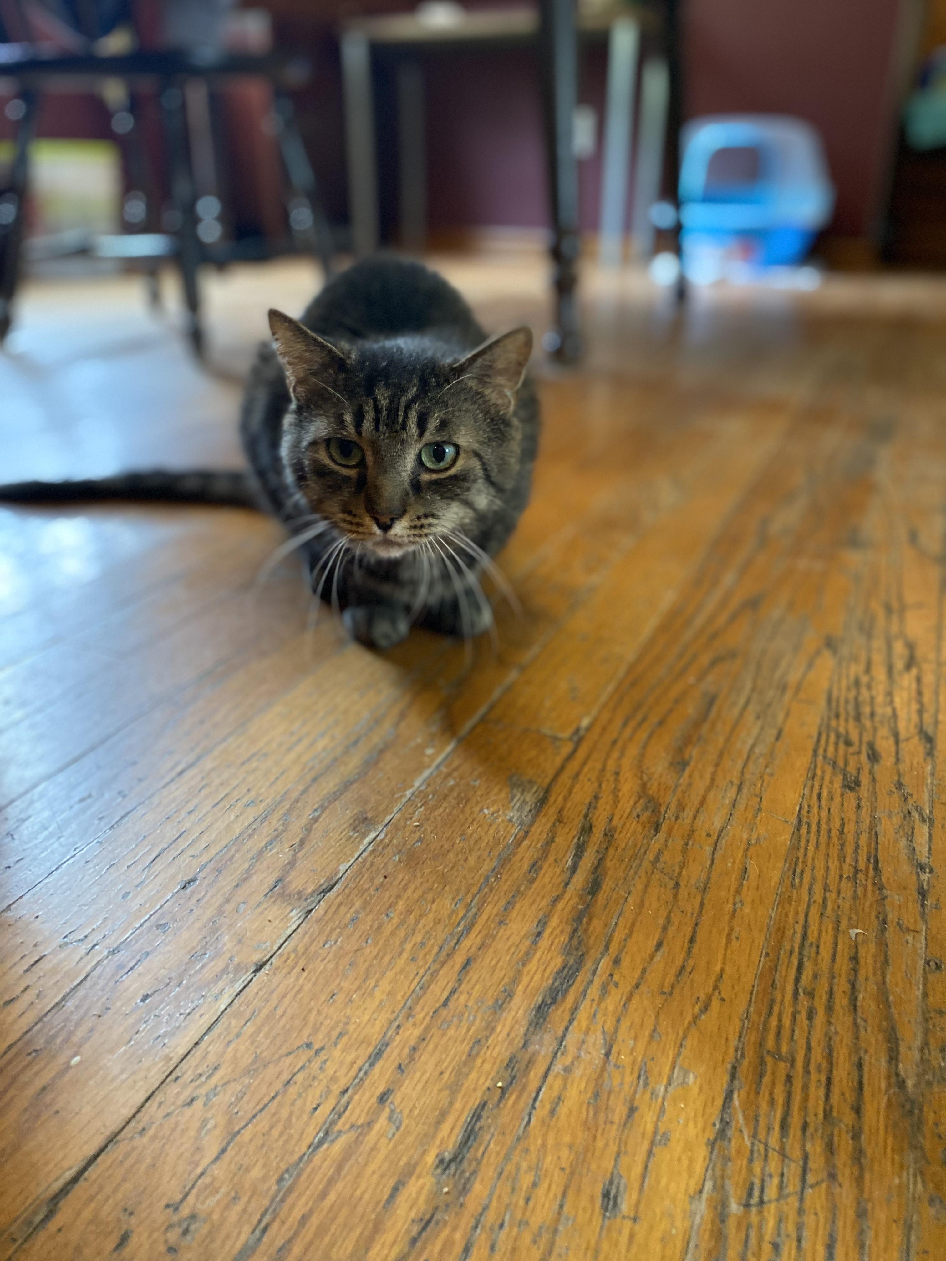 Enlarge Primo, a Adoptable Domestic Short Hair in New Kensington, PA image 3/6