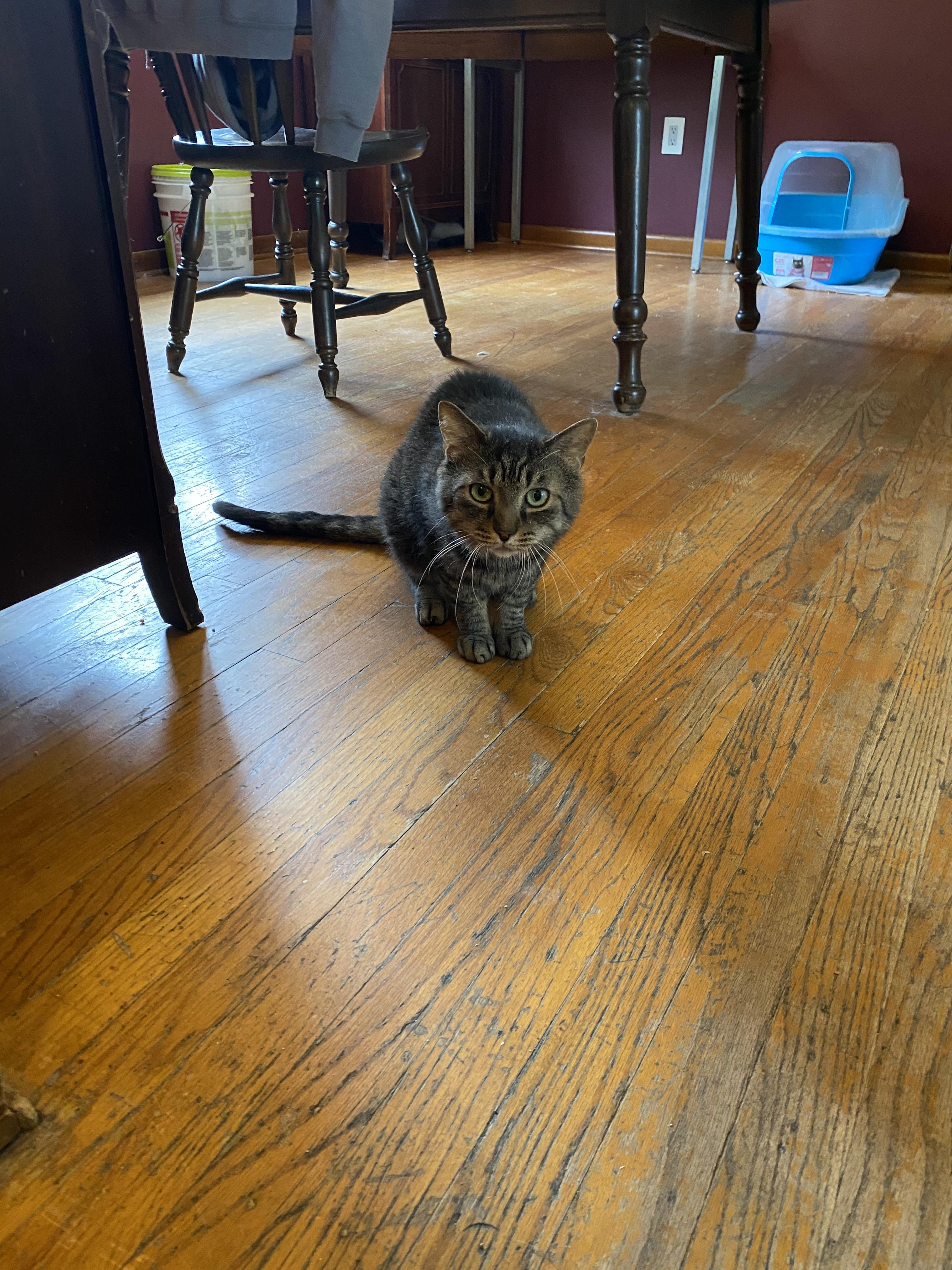 Enlarge Primo, a Adoptable Domestic Short Hair in New Kensington, PA image 4/6