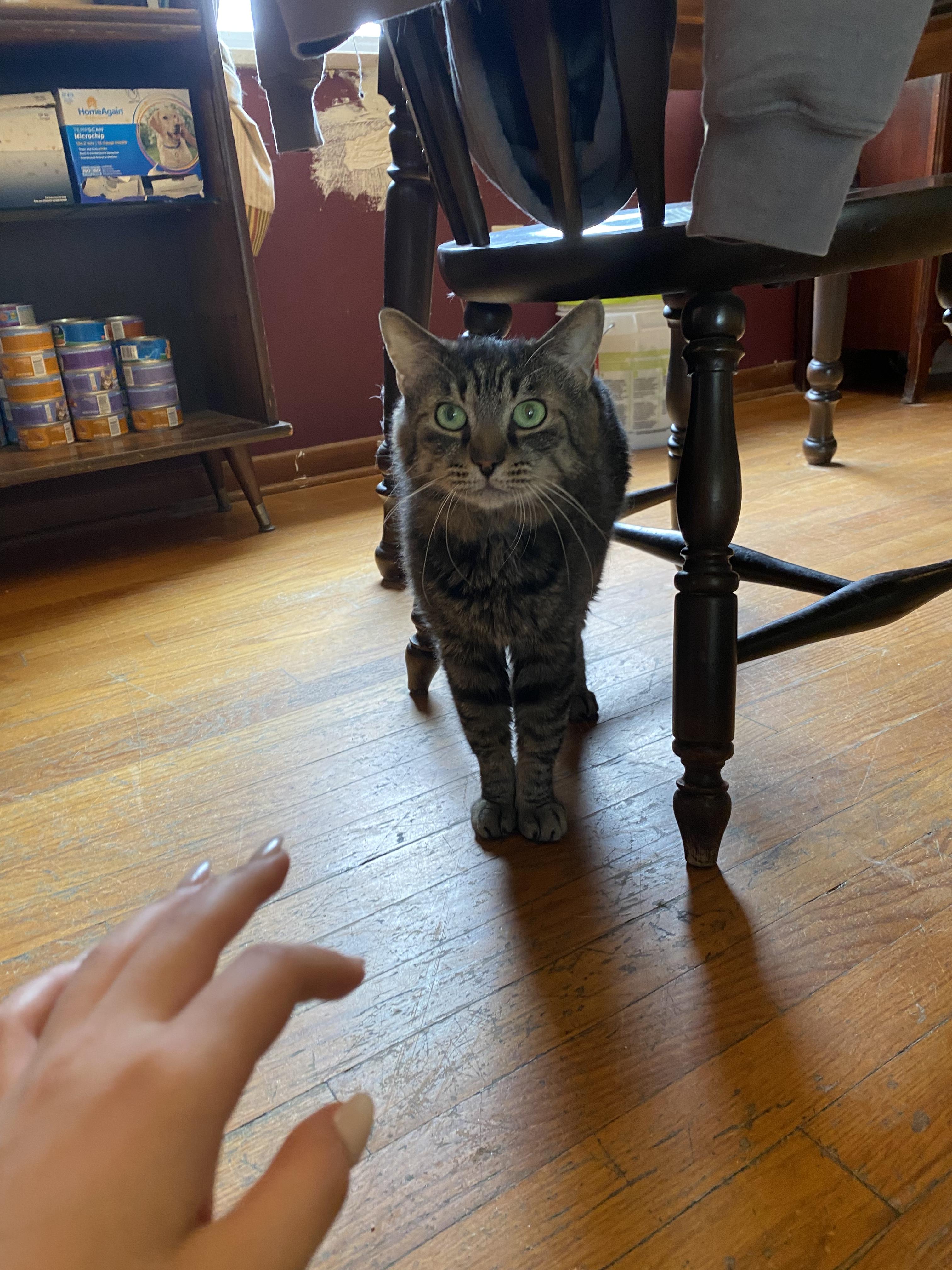 Enlarge Primo, a Adoptable Domestic Short Hair in New Kensington, PA image 6/6