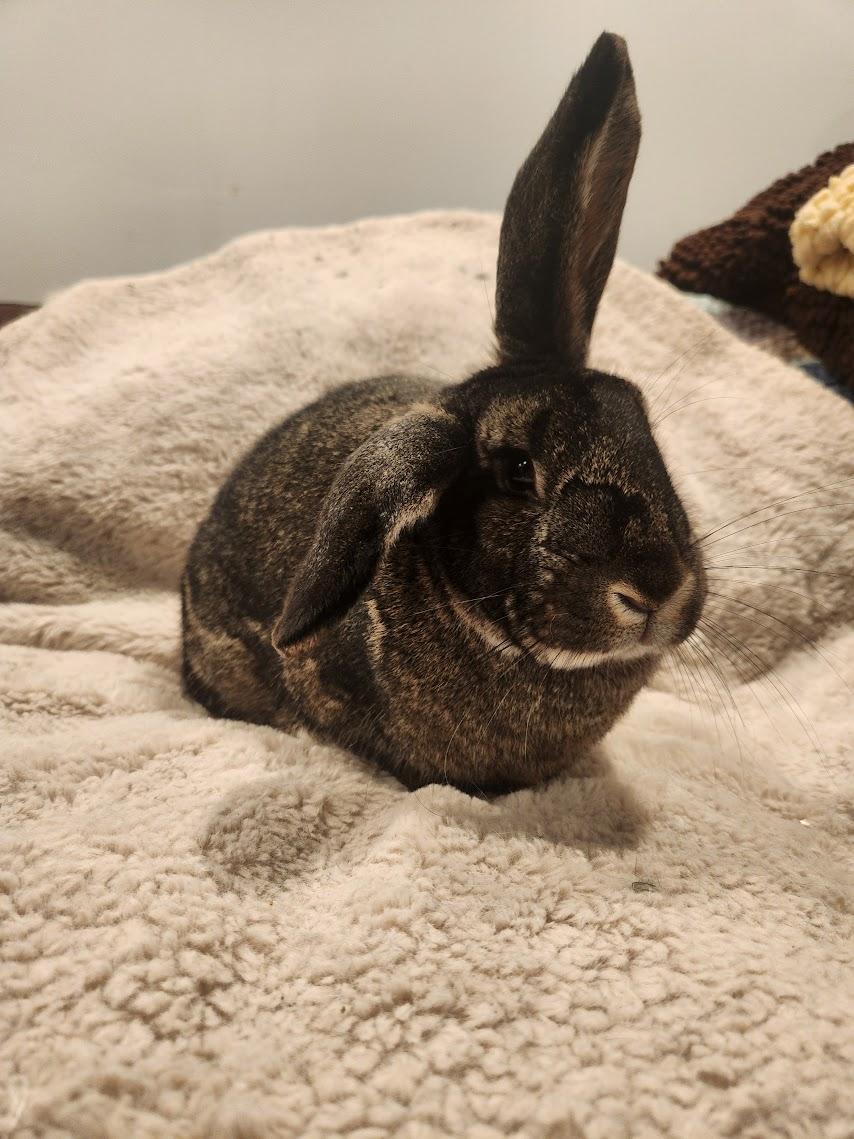 Acai, Adoptable, Adult Female Mini Lop.