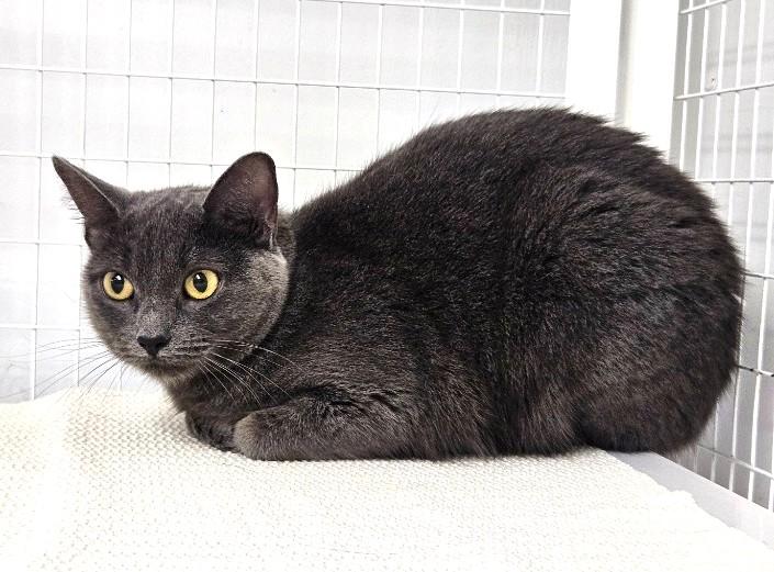 Tiffany, Adult Female unknown