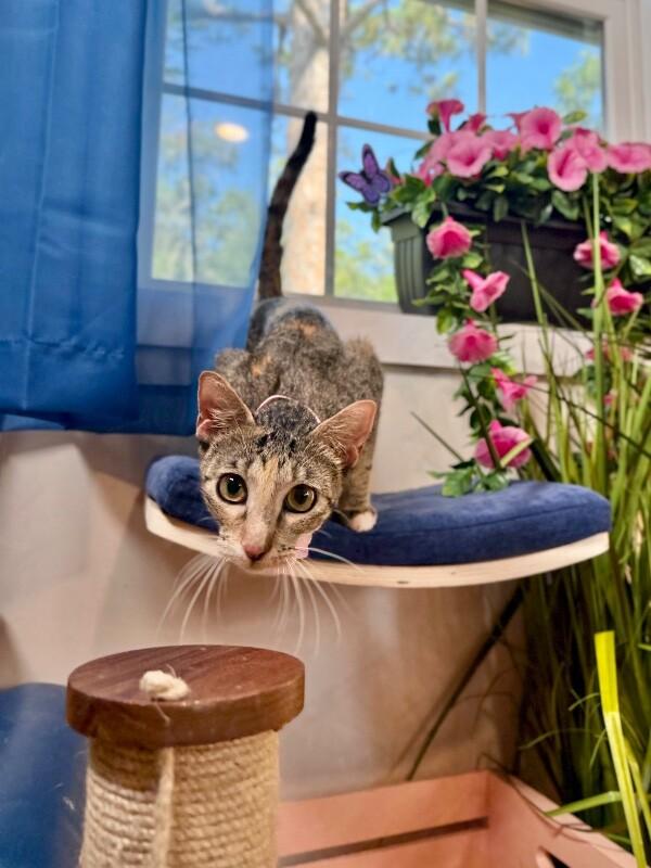 Watermelon Sugar — thumbnail 5