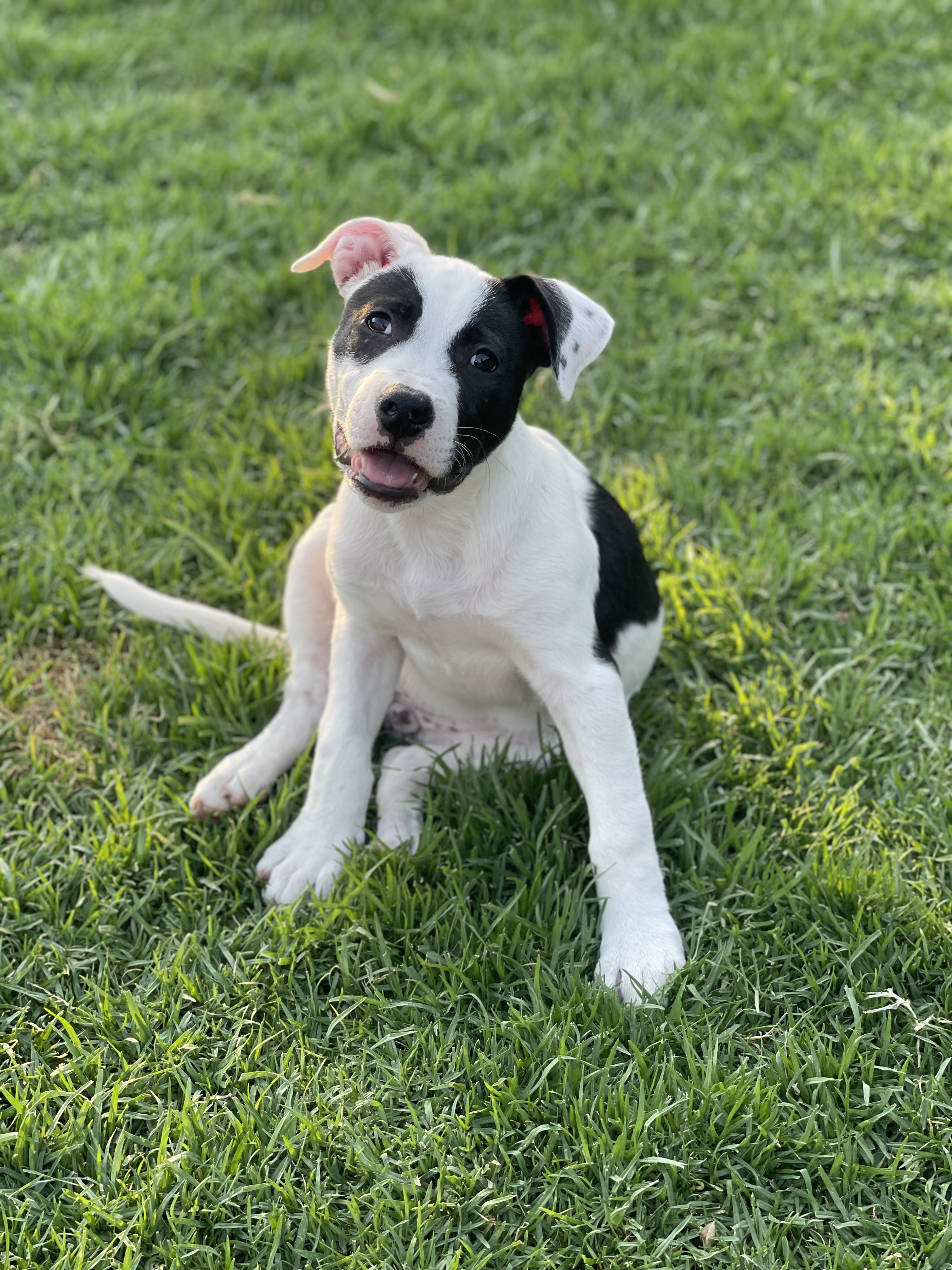 Holly, a Adoptable Pit Bull Terrier in Los Angeles, CA image 1/5