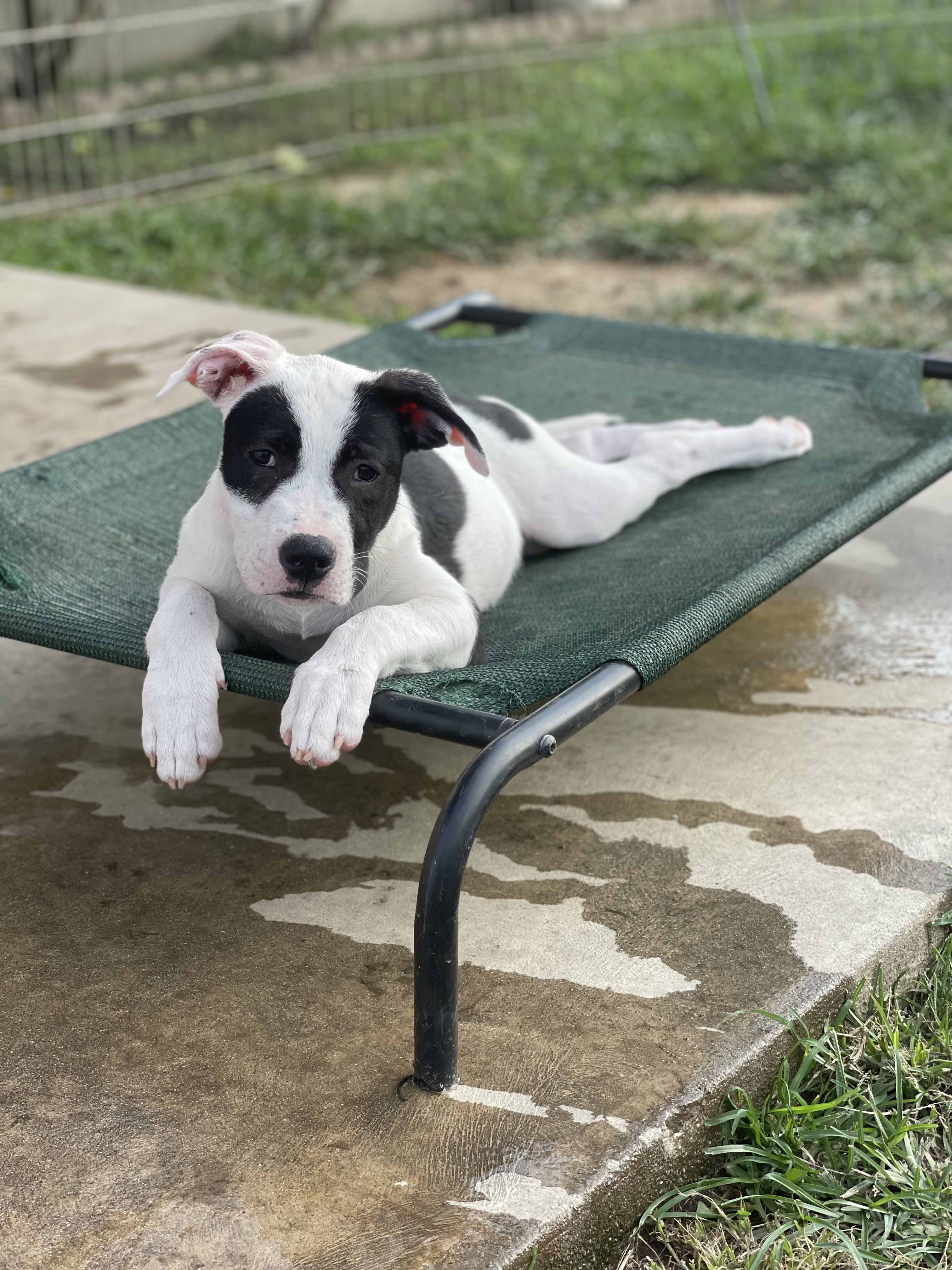 Holly, a Adoptable Pit Bull Terrier in Los Angeles, CA image 2/5