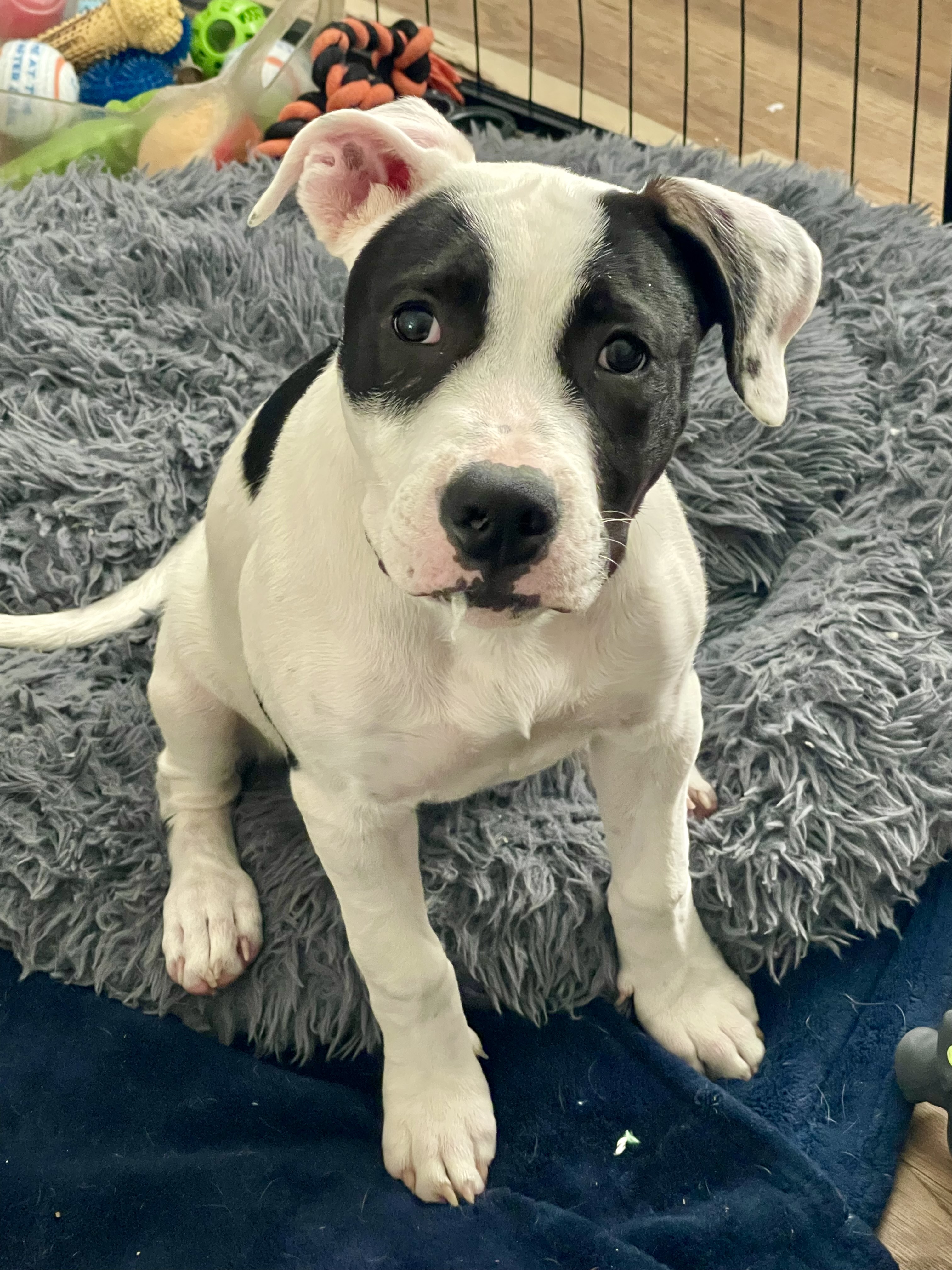 Holly, a Adoptable Pit Bull Terrier in Los Angeles, CA image 3/5