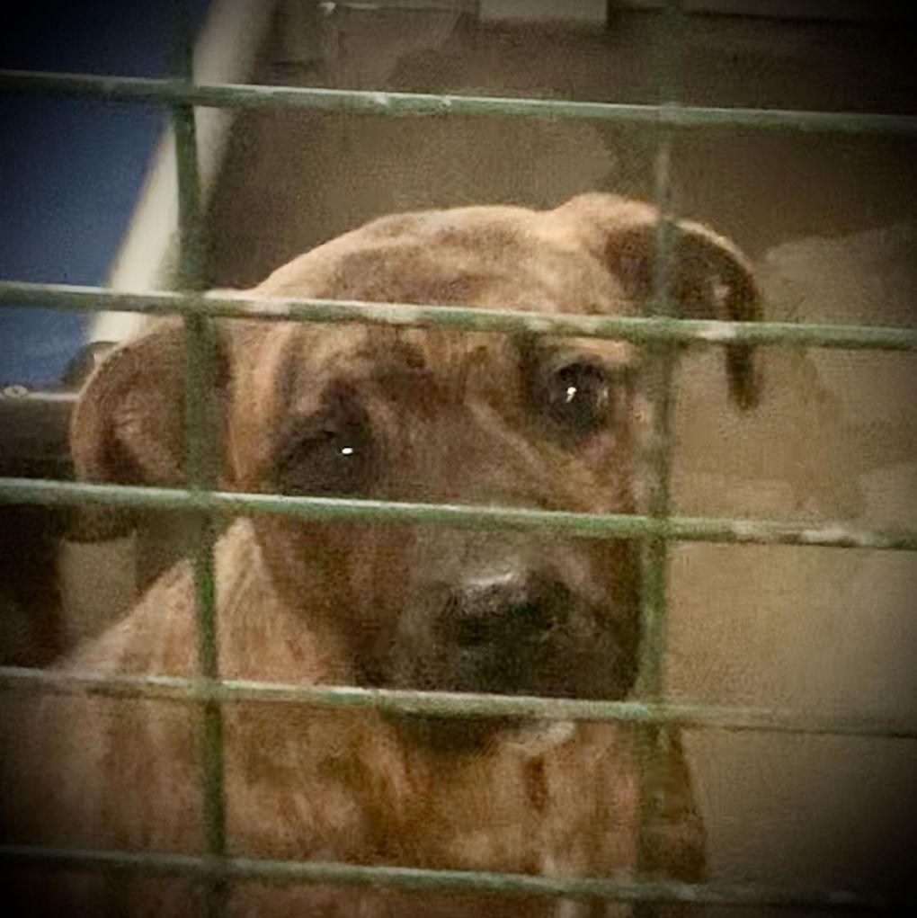 Brenda Lee, a Adoptable Feist in Piedmont, MO image 1/2