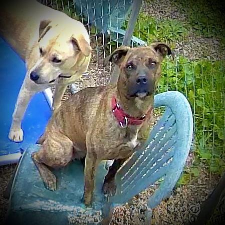 Brenda Lee, a Adoptable Feist in Piedmont, MO image 2/2