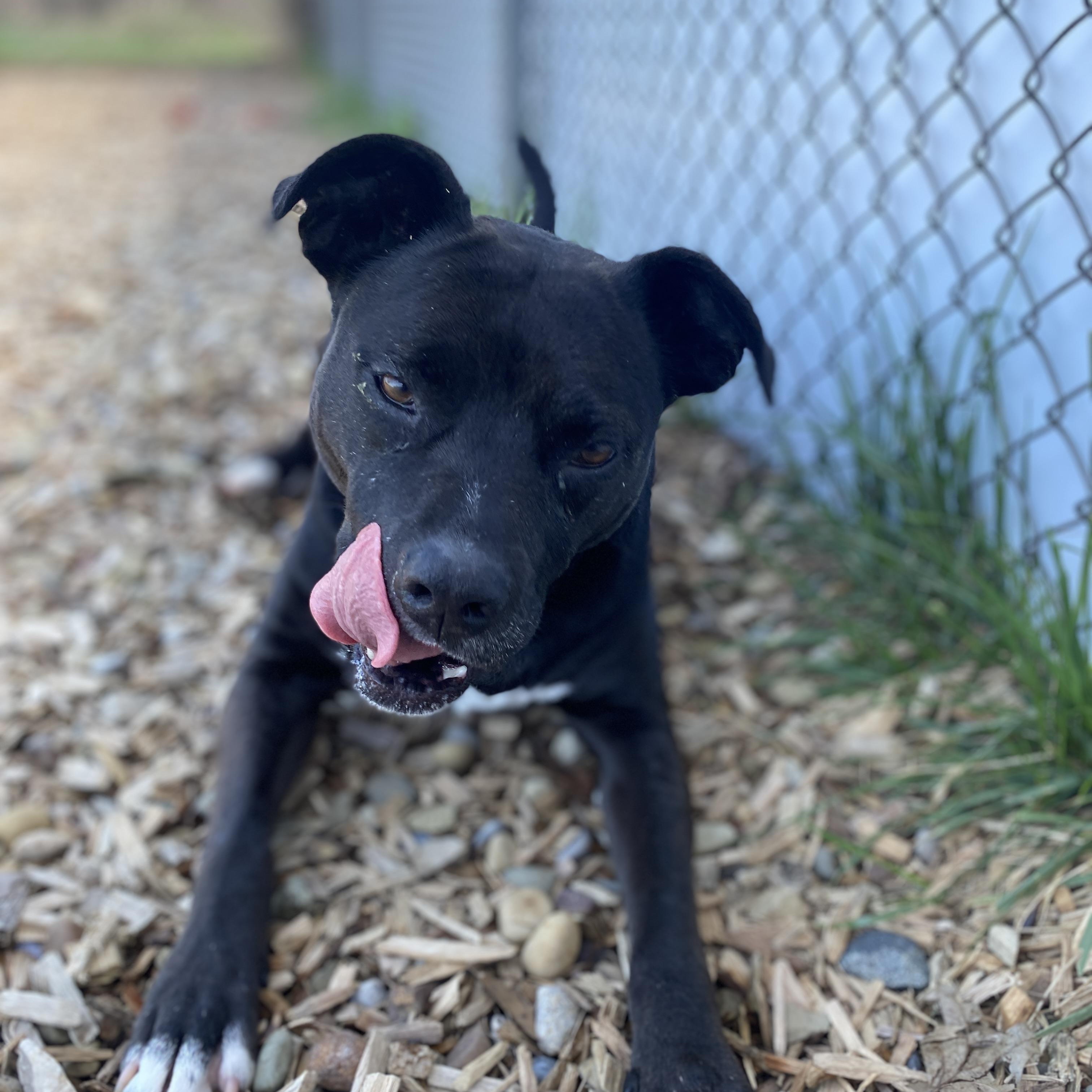 Luna Ask to Meet!, adoptable, Adult Female Terrier & Pit Bull Terrier.