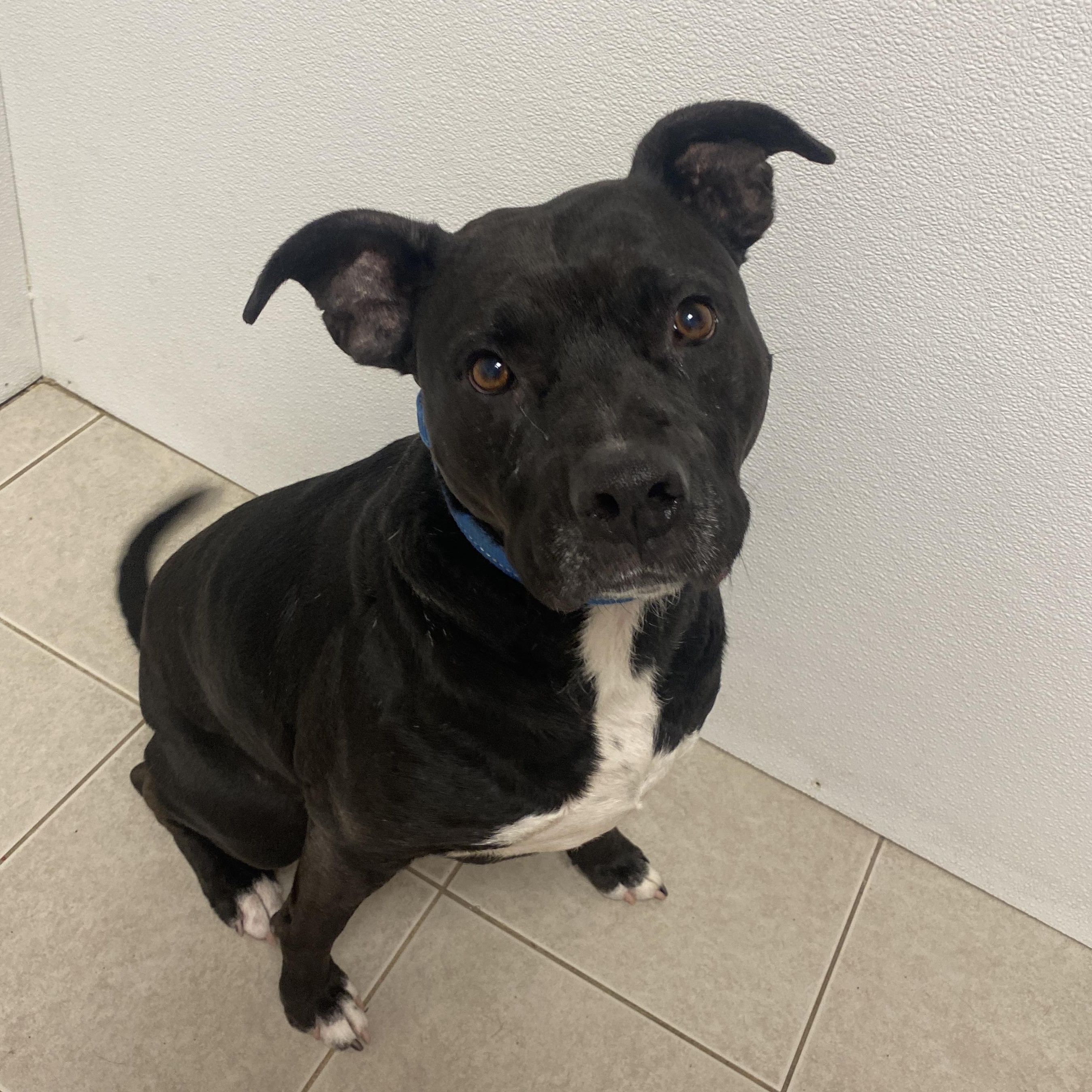 Enlarge Luna, an adoptable mixed breed in Elyria, OH image 2/5