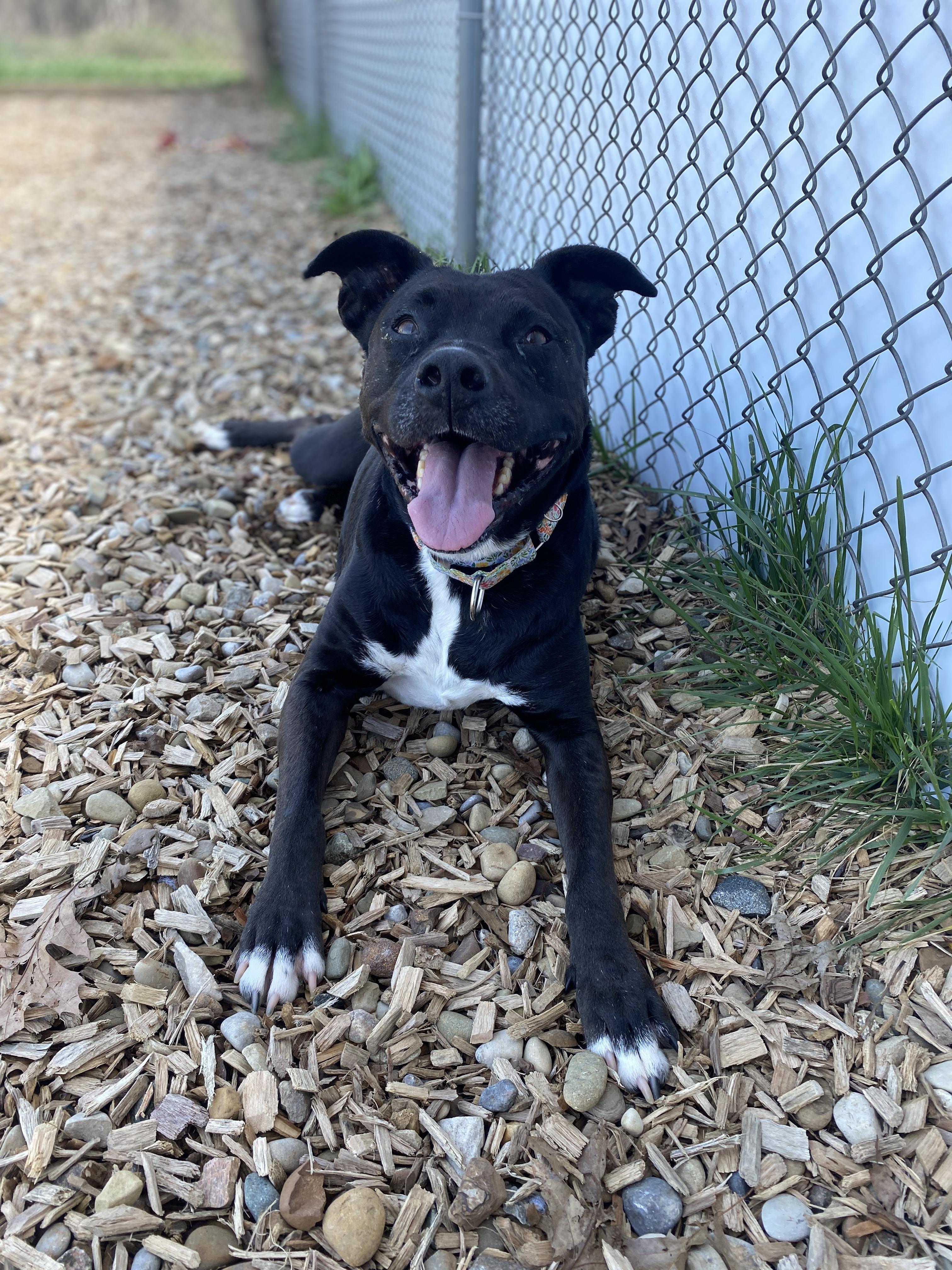 Enlarge Luna Ask to Meet!, an adoptable mixed breed in Elyria, OH image 5/6